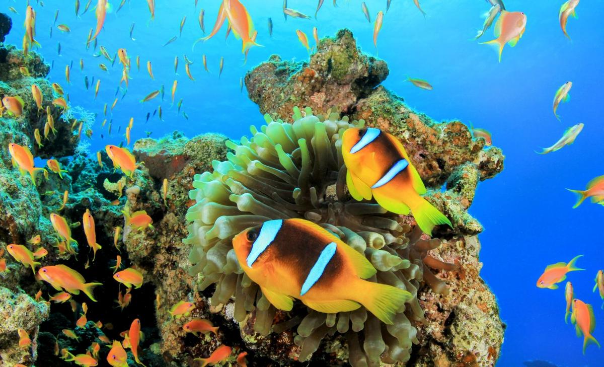 Oceans with no corals will have half as many types of fish