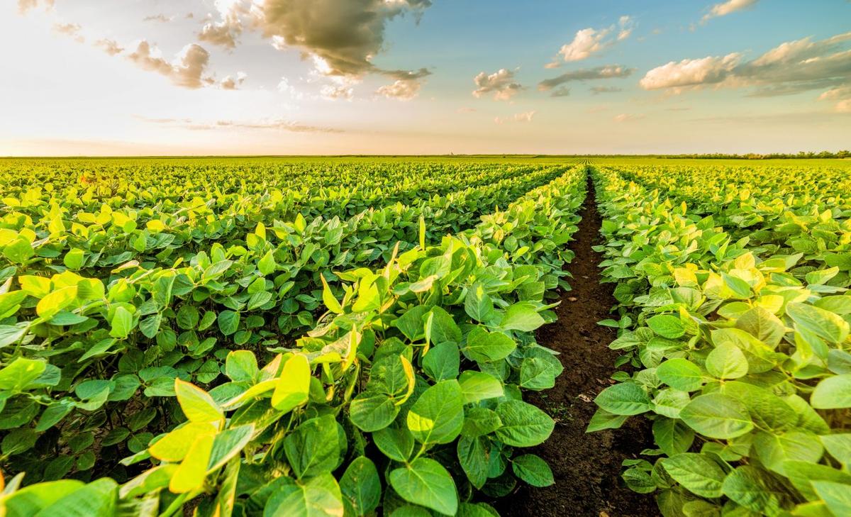 Cleaner air improves corn and soybean yields