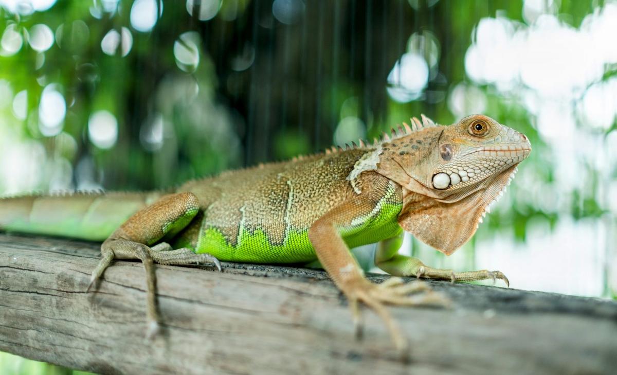 Unrelated lizards evolved the same skills over millions of years