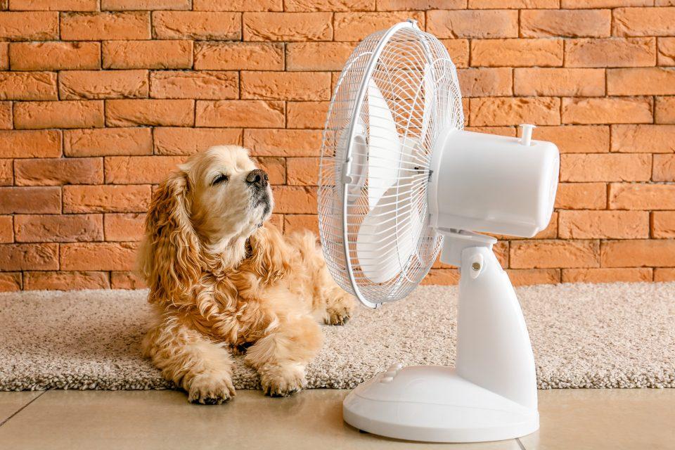 At what point does heat stress become dangerous?