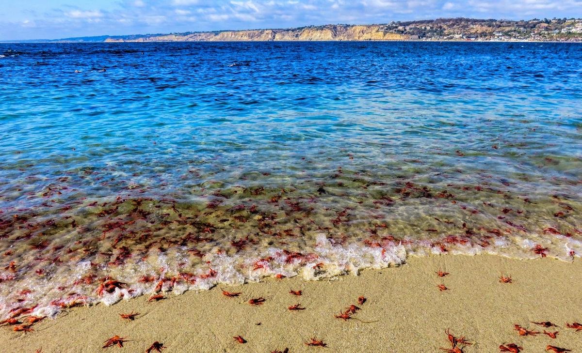 Strong ocean currents push red crabs far out of their range