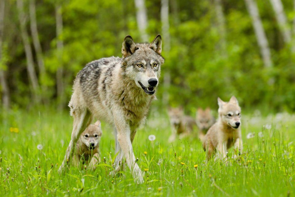 Wisconsin gray wolf population dropped by 30 percent in one year