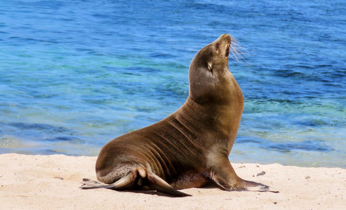 Guadalupe fur seals are on the mend