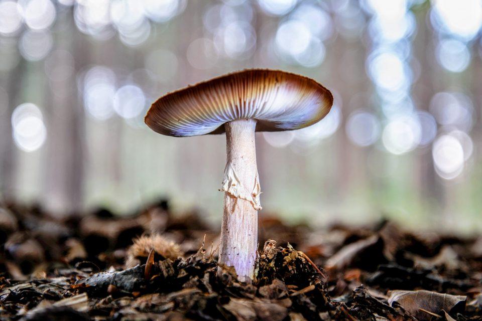 Psychedelic mushrooms and a cure for depression