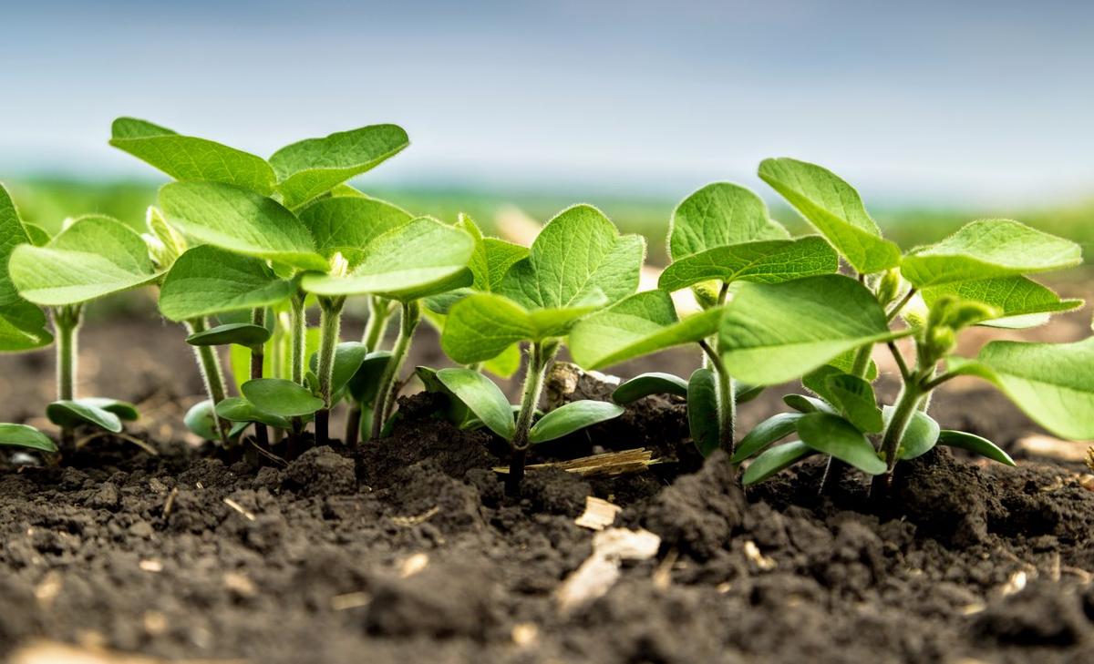 Ozone alters the behavior of plant roots
