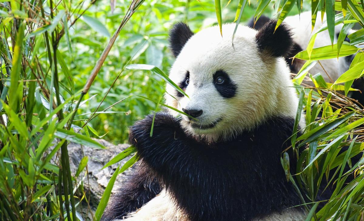 Giant pandas removed from China's endangered species list