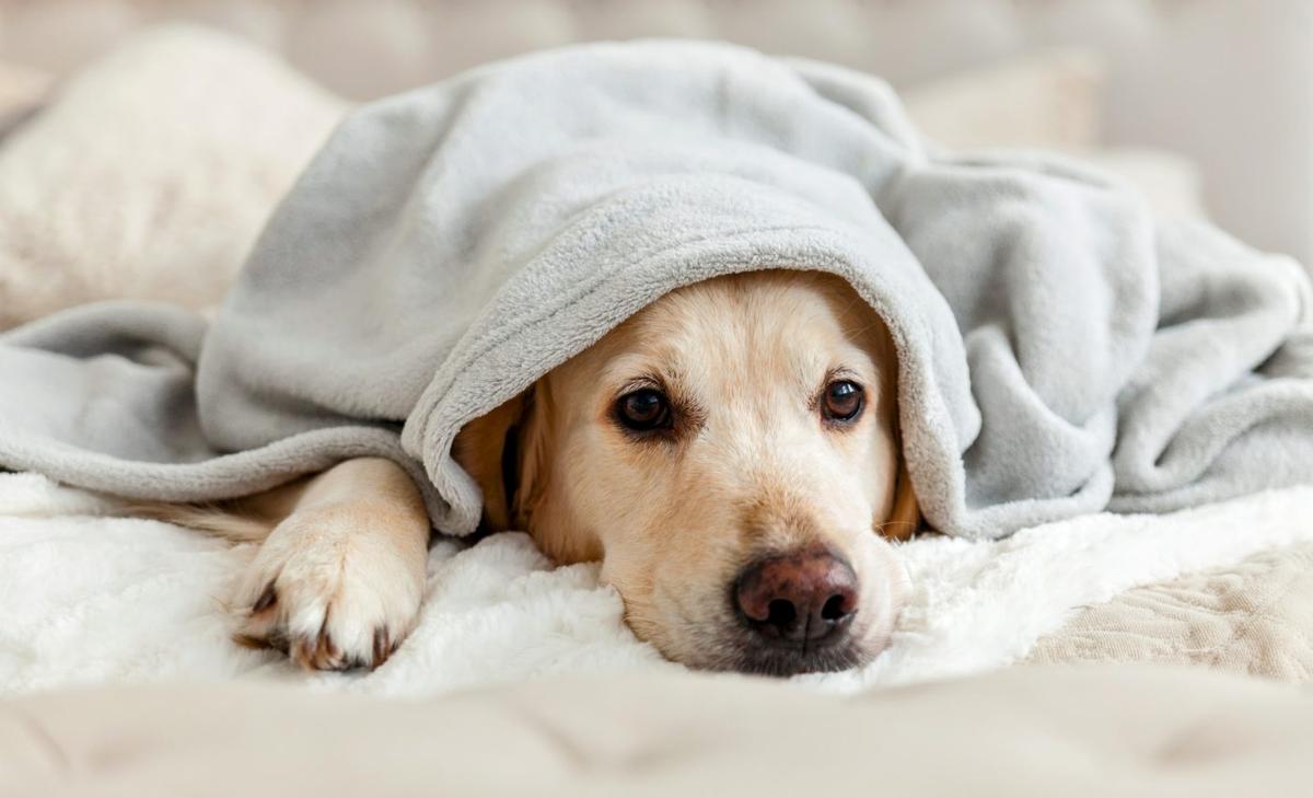 Dogs may be passing antibiotic resistance to their owners