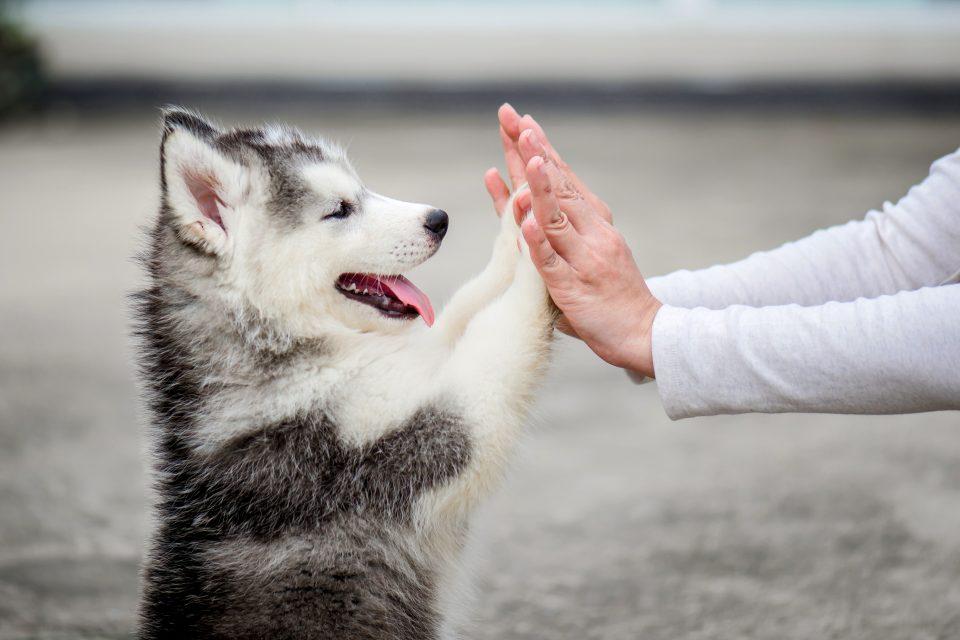 Dogs understand humans in ways that wolves never will
