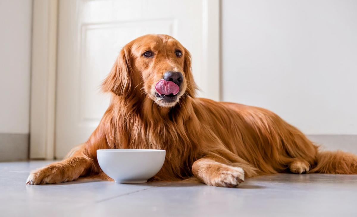 Raw dog food is spreading antibiotic resistance