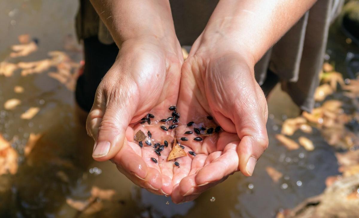 Waterfleas evolve in just a couple of generations