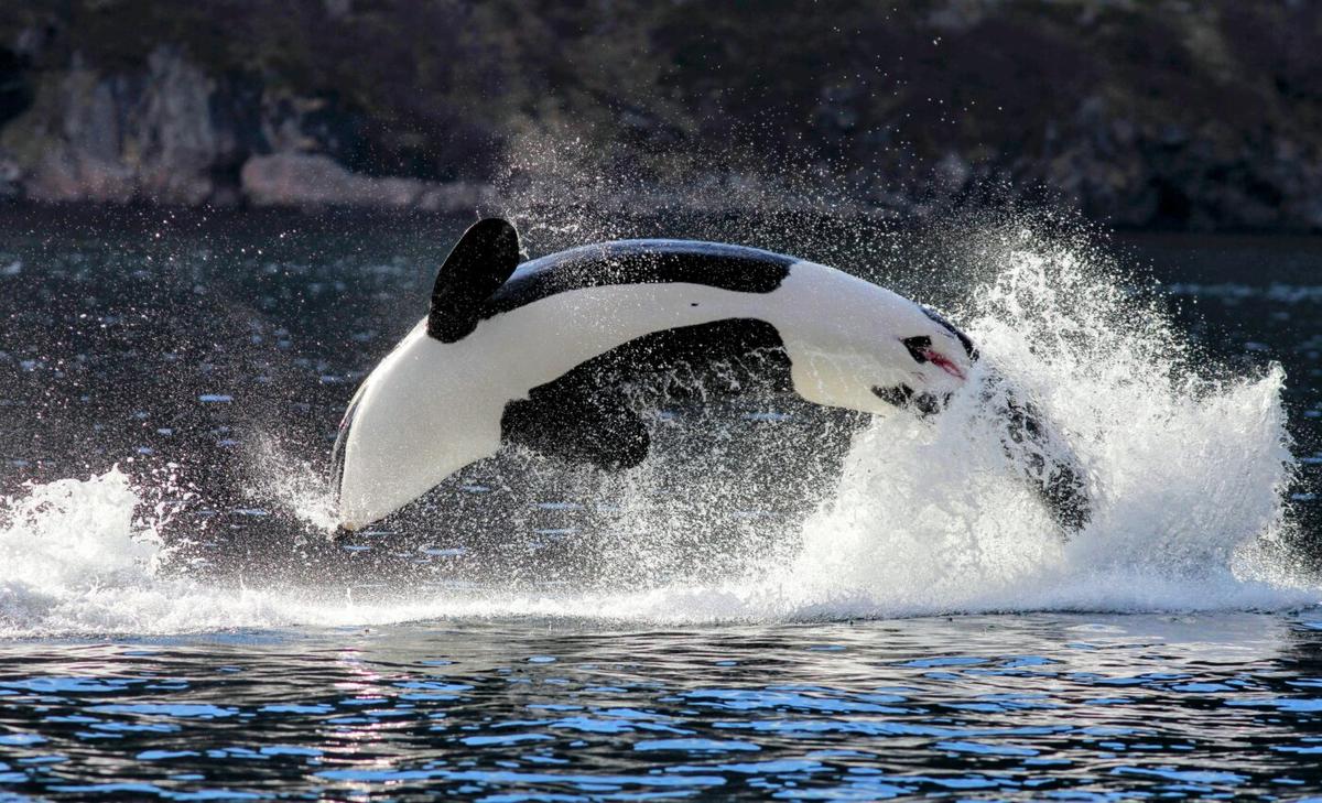 Is “grandmothering” in killer whales a stable evolutionary strategy?
