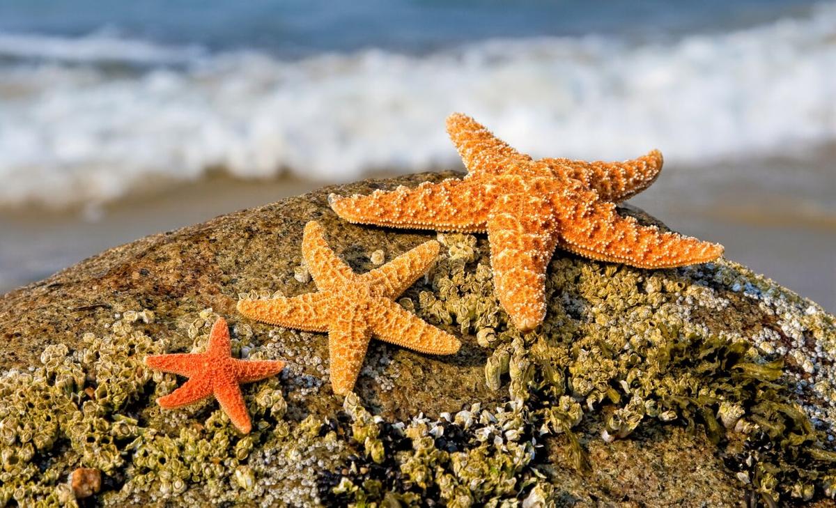 Hundreds of millions of sea creatures killed in historic heatwave