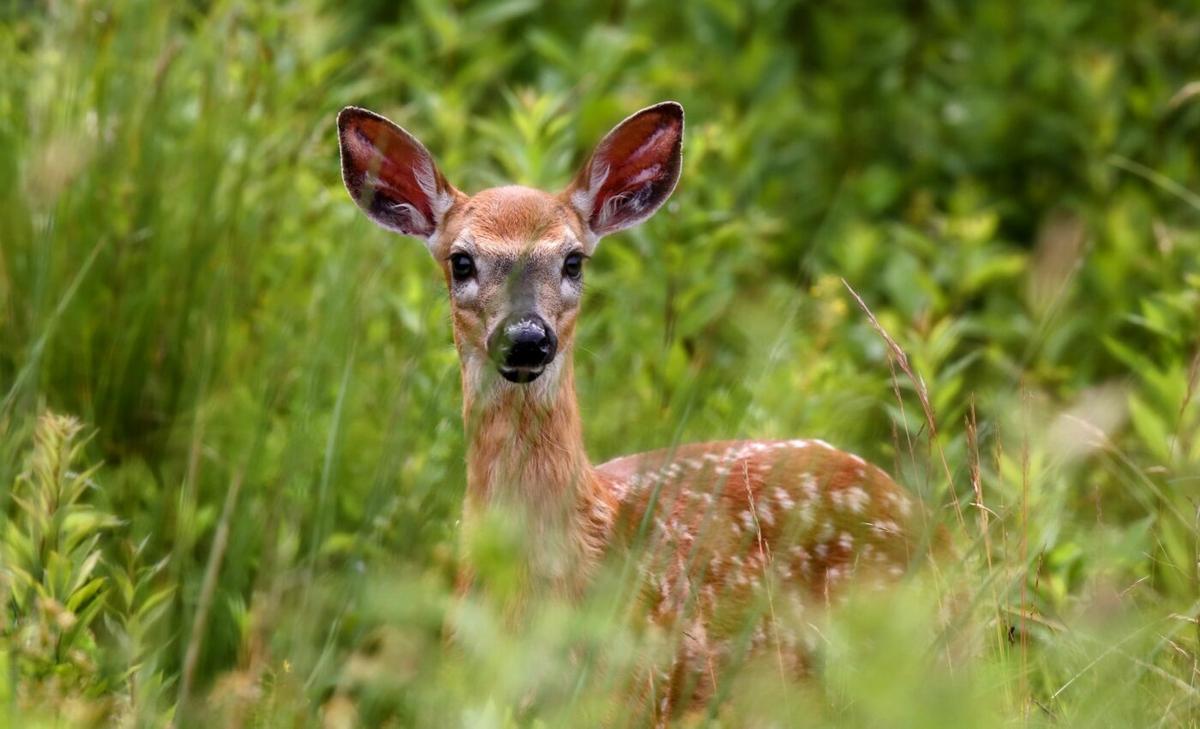 Constant danger leaves deer fawns in a state of burnout