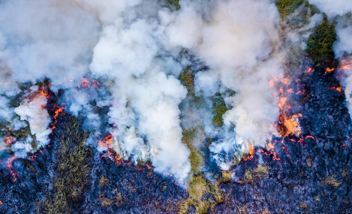 Fires in the Amazon destroy billions of trees and vines