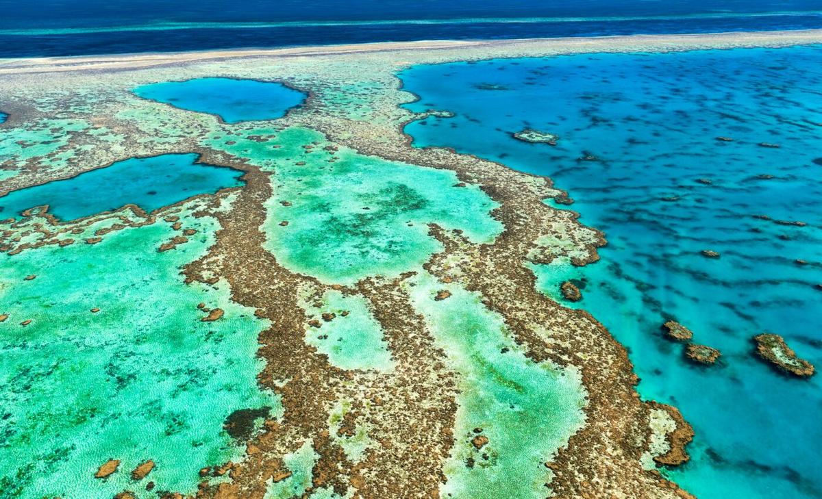 The fate of coral reefs hangs in the balance
