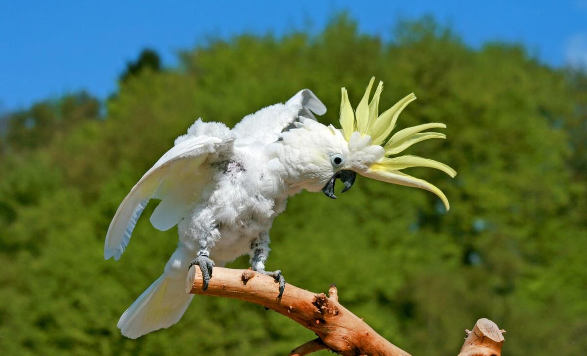 Cockatoos learn by copying others