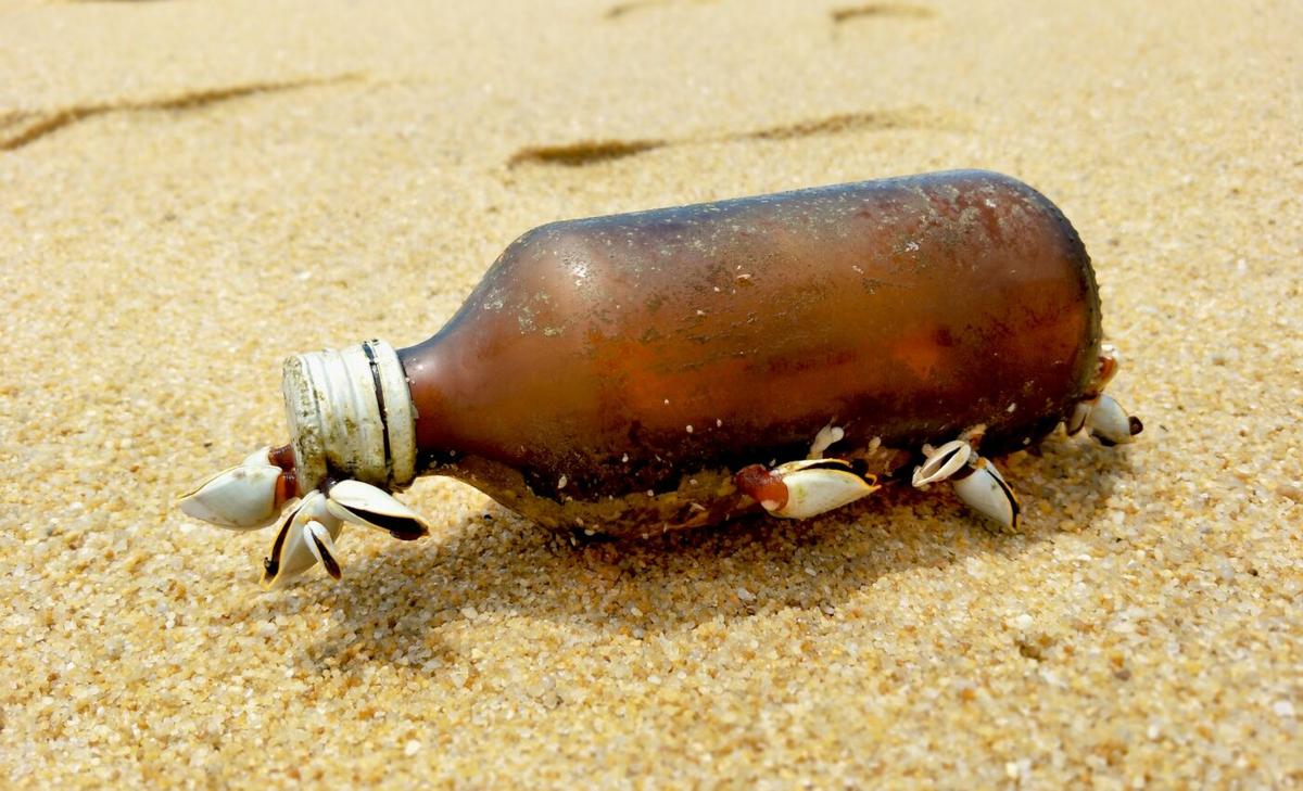 Shipworm mystery continues after more than 2,000 years