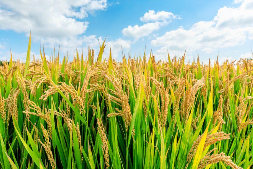 Drought changes the root microbiome of rice plants