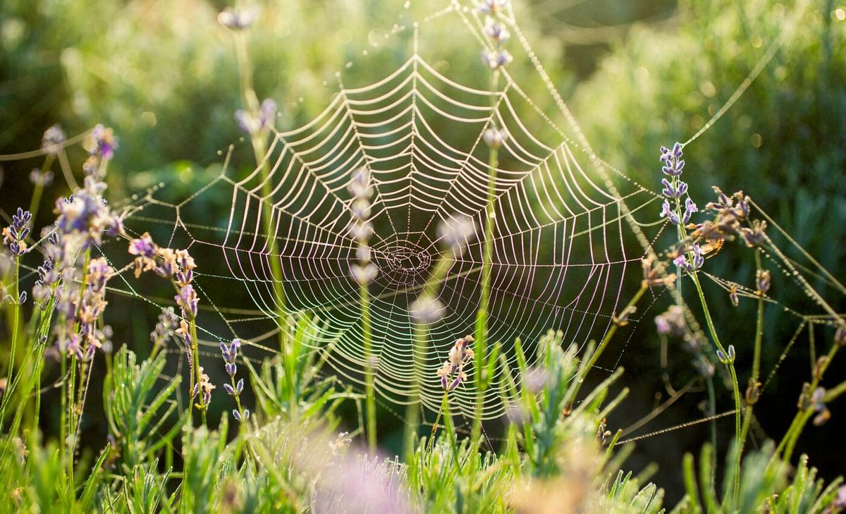Fibers inspired by spider silk are stronger than steel