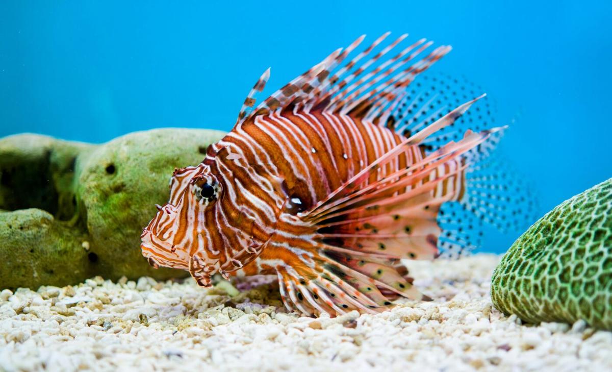 Targeted removal of lionfish may prove helpful