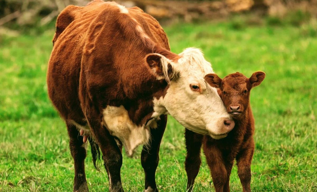 Cattle are becoming less adapted to their environment