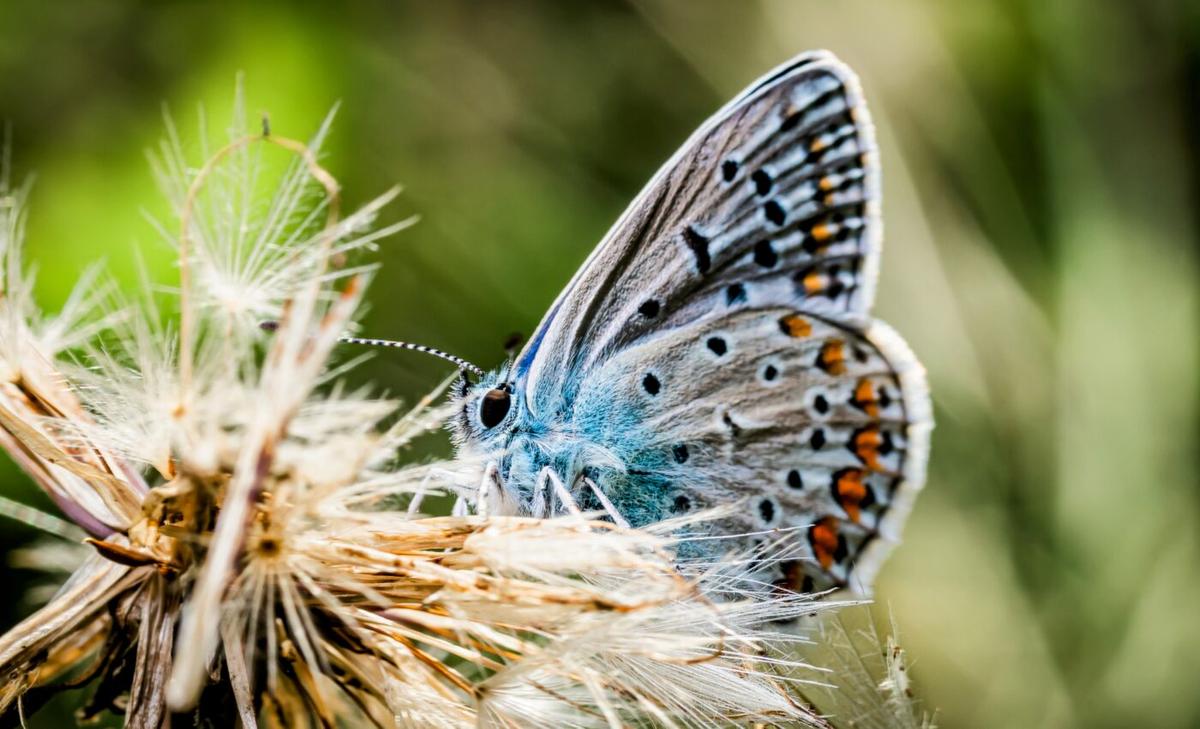 Blue butterflies are set to become widespread across Canada