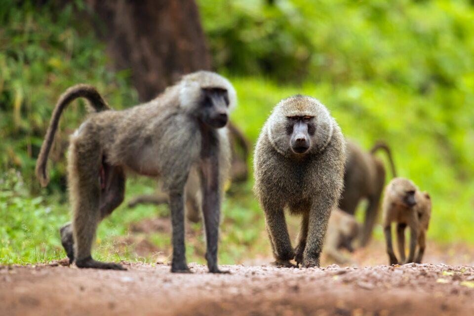 Sticking together can come at a cost for baboons