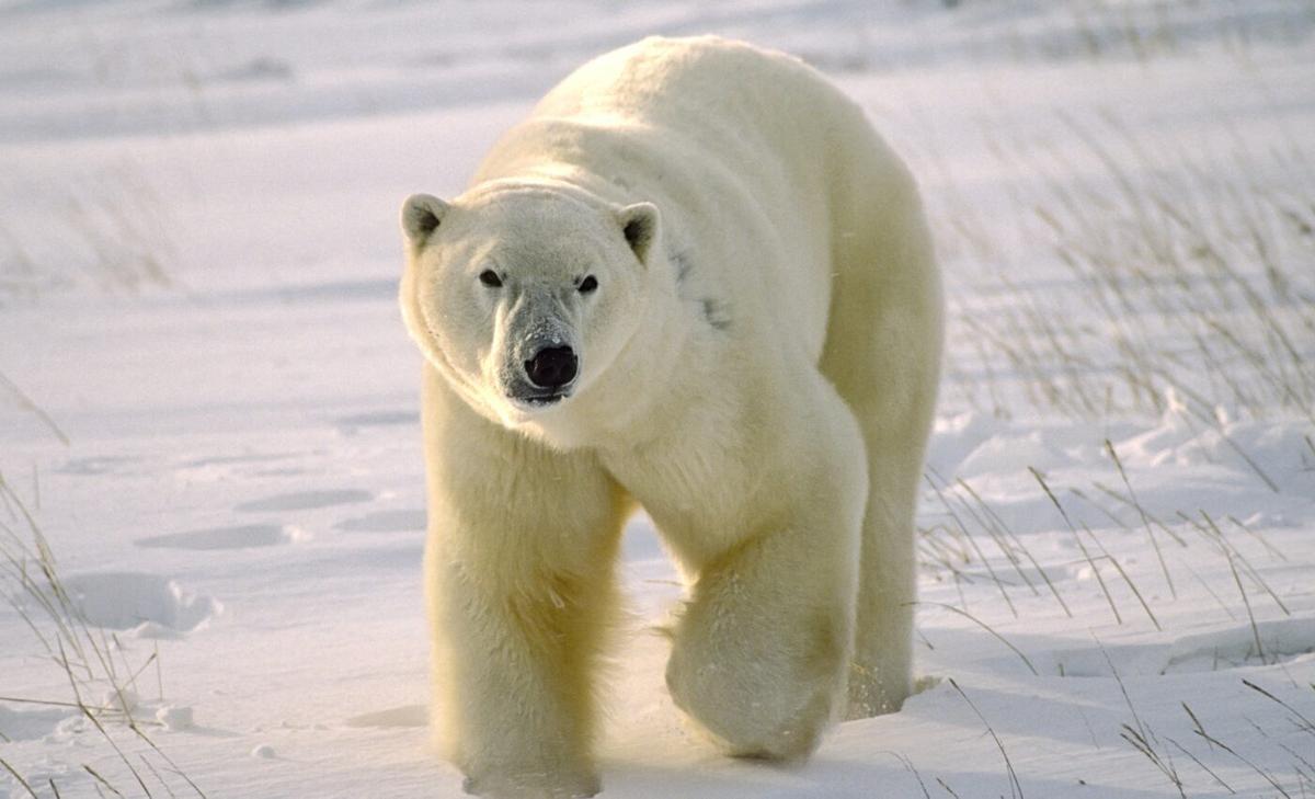 Polar bears threatened by toxic chemicals in melting sea ice