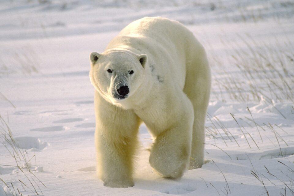 Polar bears threatened by toxic chemicals in melting sea ice