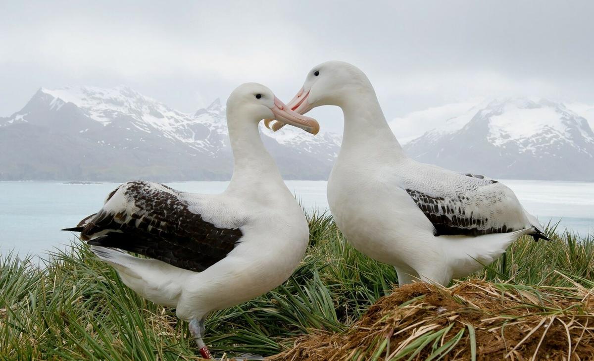 Why are birds the only dinosaurs that survived on Earth?
