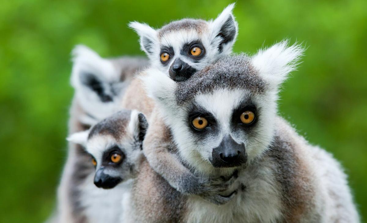 Domestic animals contributed to the downfall of rare species in Madagascar