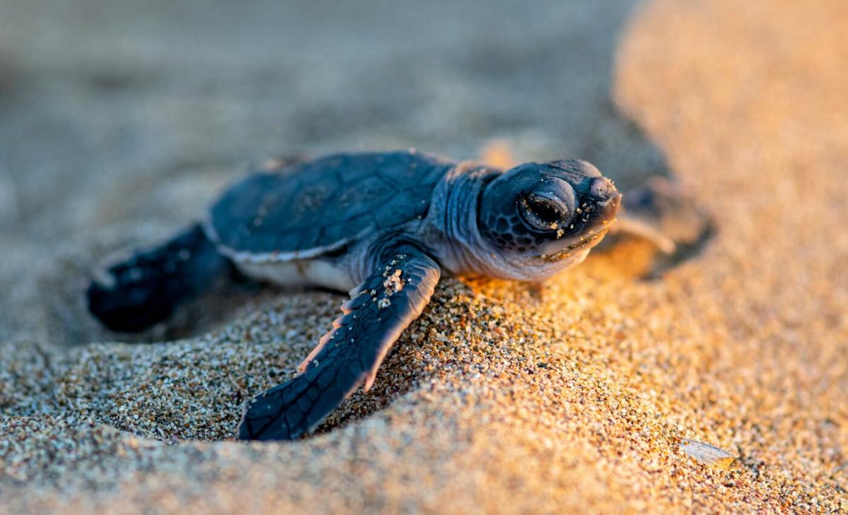 Baby sea turtles are swallowing plastic trash