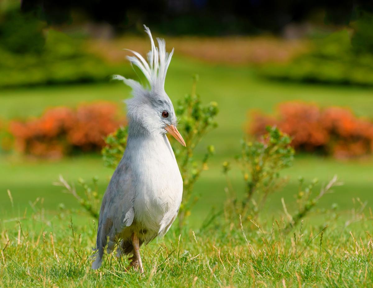 Biological invasions are major drivers of biodiversity loss