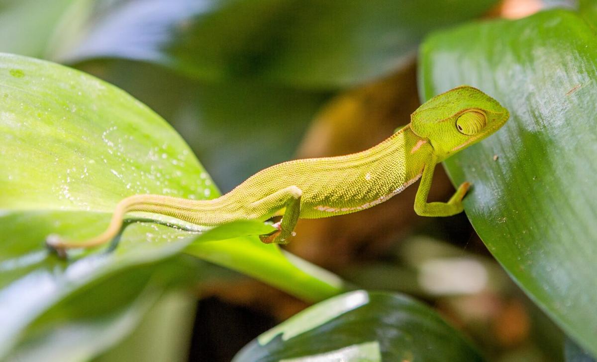 Critically endangered chameleon rediscovered in Malawi