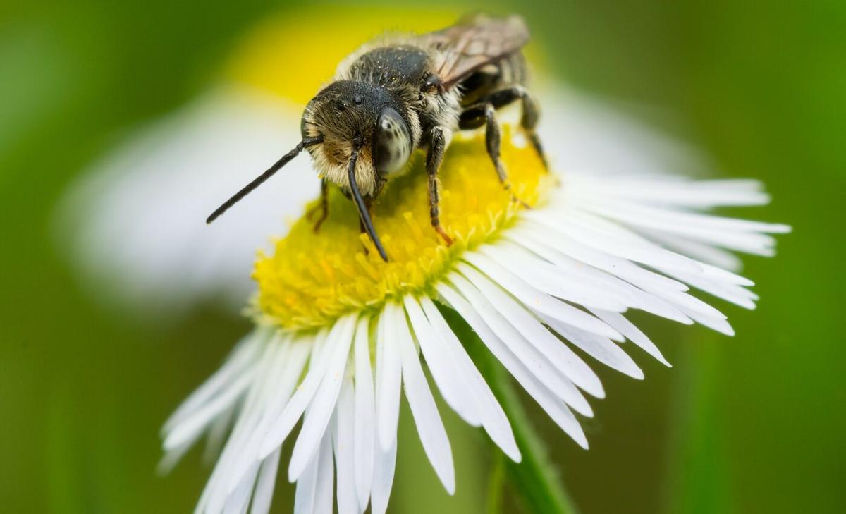 Common insecticide can kill bees in very small doses