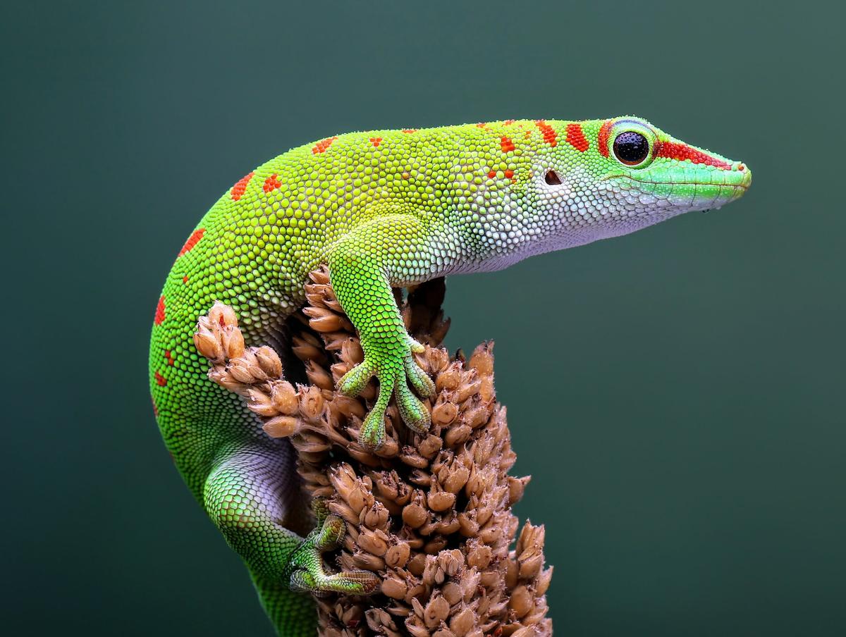 Sticky toes help lizards live high in the trees
