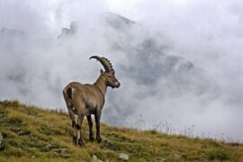2021/08/alpine-ibex-gb0cdd8f65_1280.jpg
