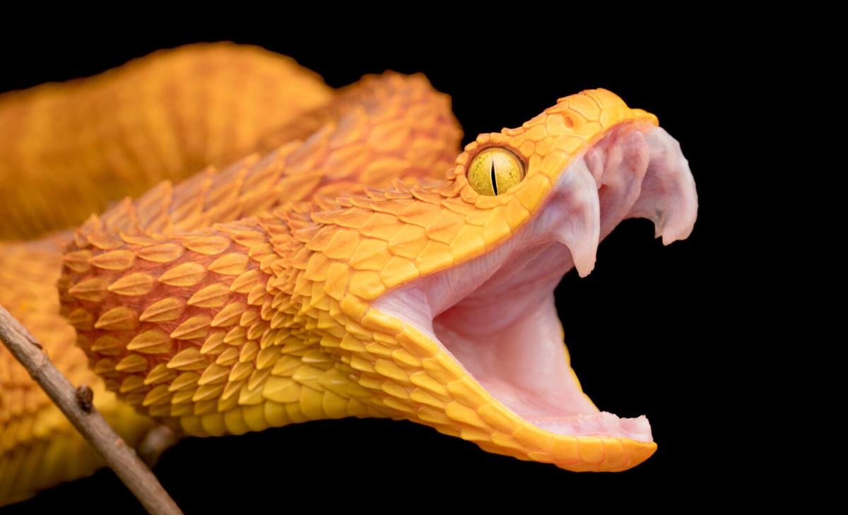 Scientists discover the secrets of snake fangs