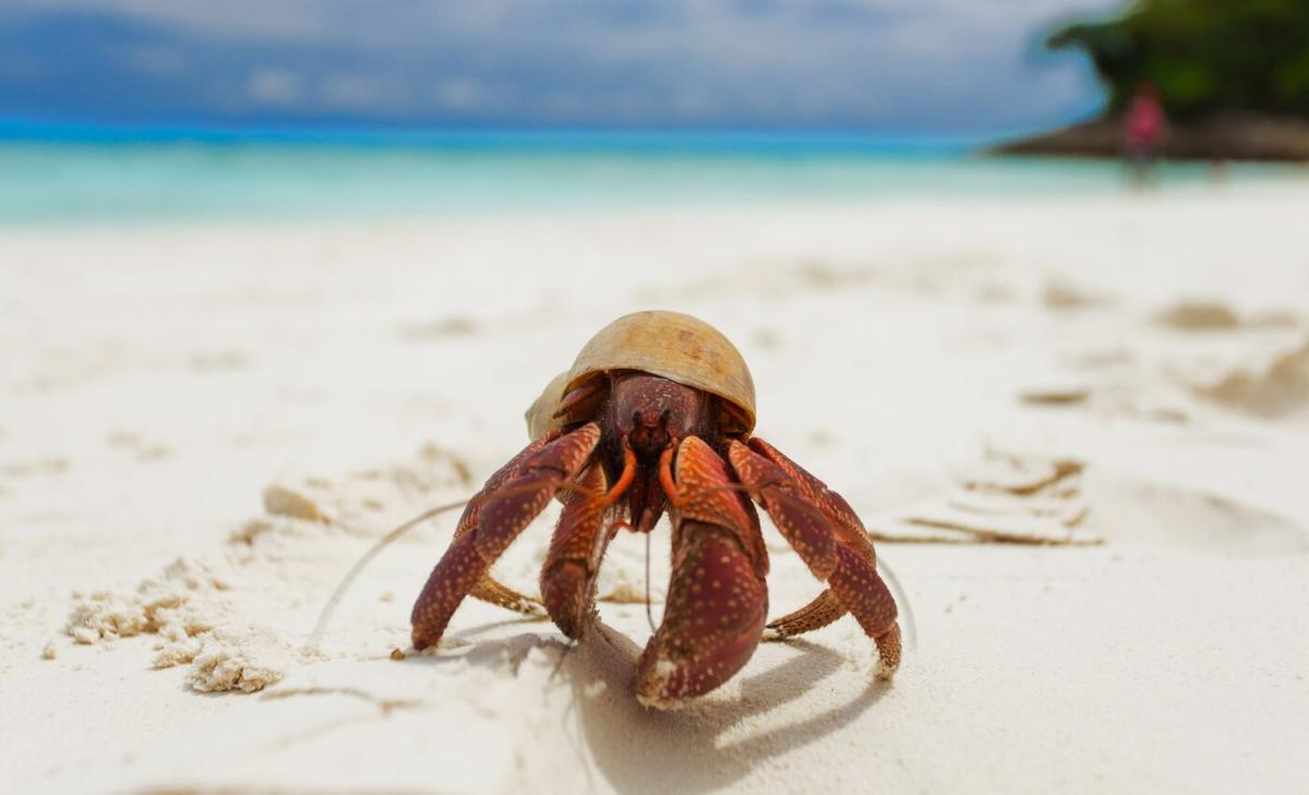 Hermit crabs are actually attracted to plastic additives