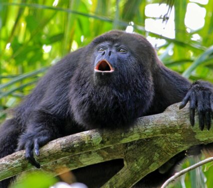 Howler-monkeys.jpg