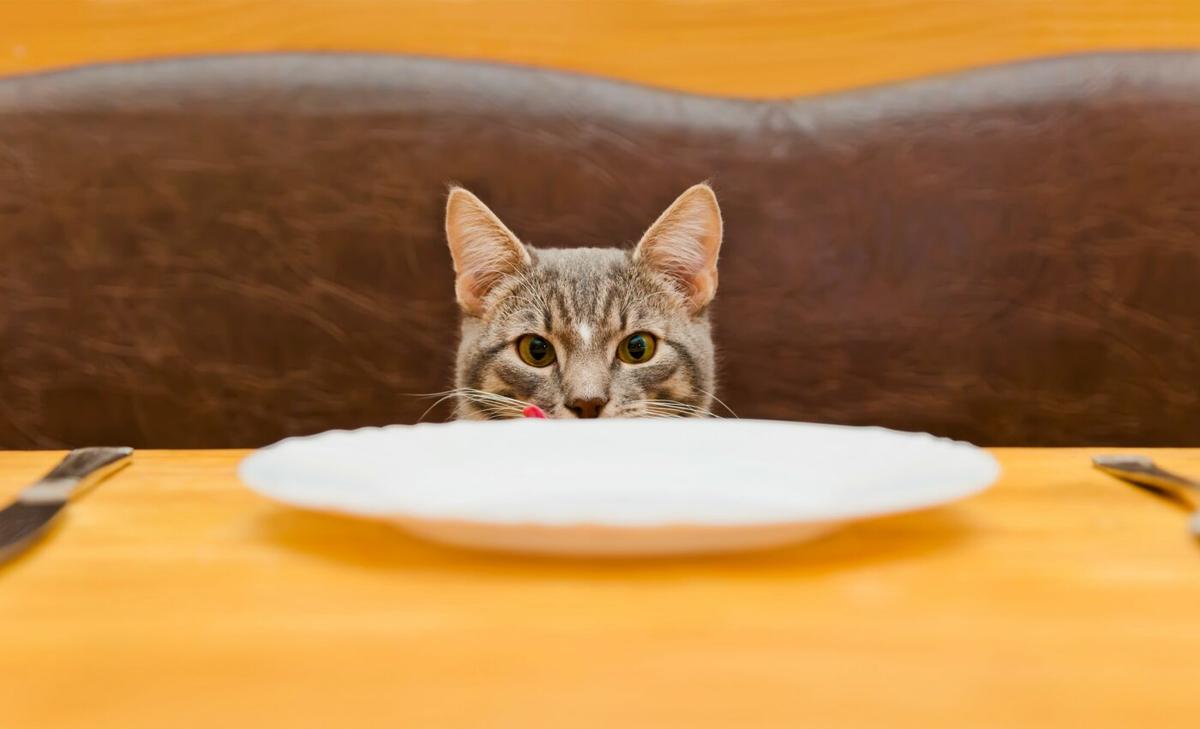 Most animals prefer to work for their food, but not cats