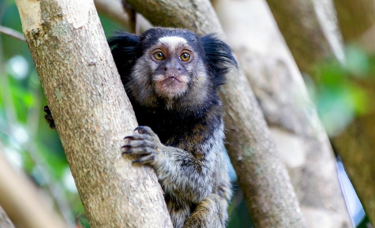 Highly threatened species of marmoset discovered in the Amazon