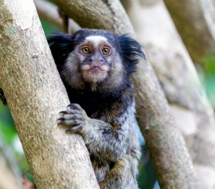 Marmoset.jpg
