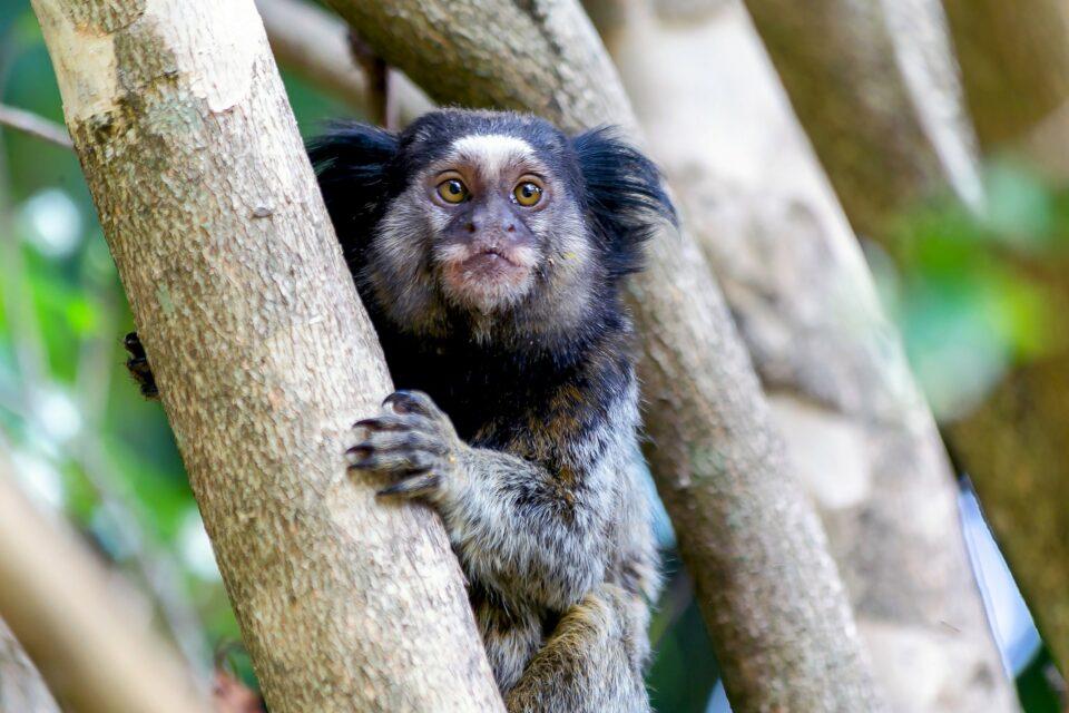 Highly threatened species of marmoset discovered in the Amazon