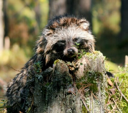 Raccoon-dogs2.jpg