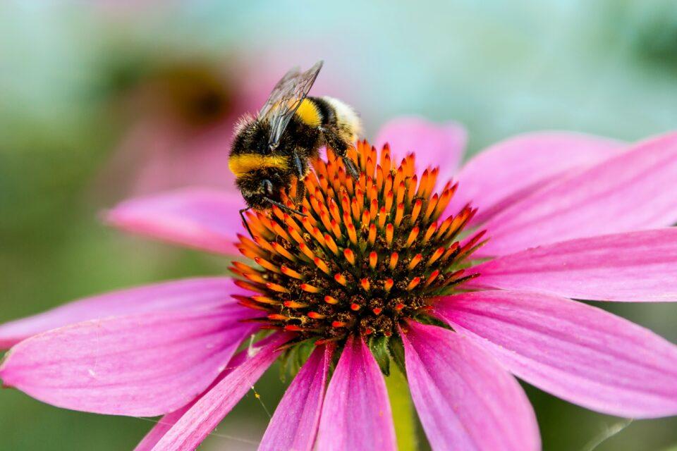 "Virtual safe space" could help save bees