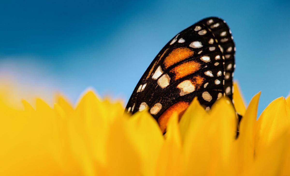 We still don't know the consequences of pollinator declines