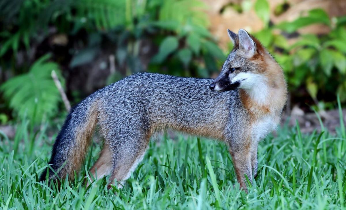 Gray foxes in the Southeast compete with coyotes for food