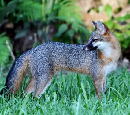 Gray-foxes.jpg