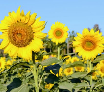 Sunflowers.jpg
